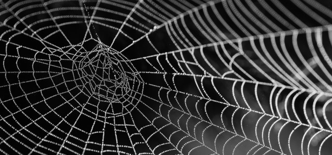 spidering web